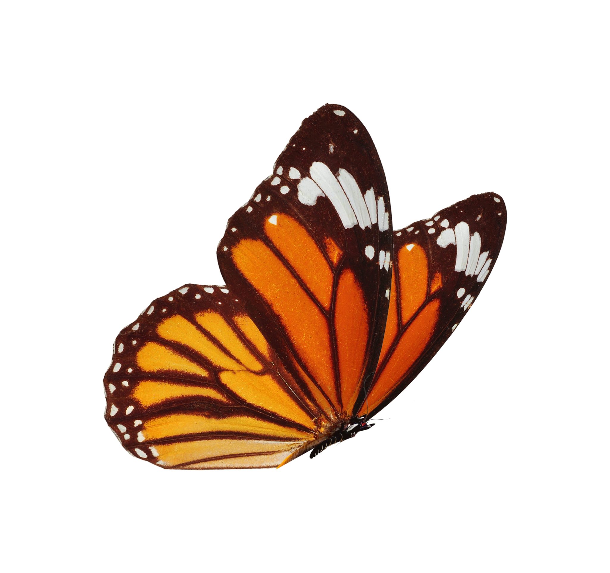 פרפרים מכל מיני צבעים - אותיות ילדים