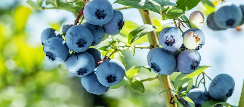 Ripe,Blueberries,(bilberry),On,A,Blueberry,Bush,On,A,Nature